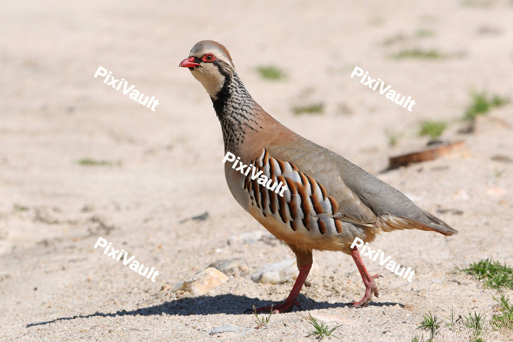 Red-legged Partridge